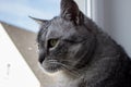 Cat sitting in front of the window Royalty Free Stock Photo