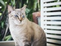 Cat sitting in garden ourdoor