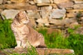 Cat sitting on a garden stone Royalty Free Stock Photo