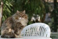 Cat sitting on a garden table