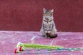 Cat sitting on granite slab Royalty Free Stock Photo