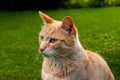 Cat sitting in the grass looking left from the camera