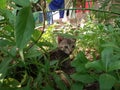 cat sitting on grass near bushes and plants, with people watching Royalty Free Stock Photo