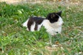 A cat sitting on the grass