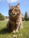 Cat sitting on a grass on sunny day Royalty Free Stock Photo