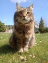 Cat sitting on a grass on sunny day Royalty Free Stock Photo