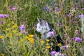 Cat is sitting between the grass. Cat on a voyage of discovery in a flower meadow on a summer day Royalty Free Stock Photo