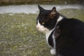 The cat is sitting on gray cement.