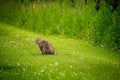 Cat sitting in green field. One tabby cat looking in sunny day. Lausanne, Switzerland