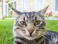 Cat sitting on green grass straight looking forward Royalty Free Stock Photo