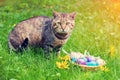 Cat sitting near the basket with colored eggs Royalty Free Stock Photo