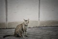 A cat is sitting on the ground Royalty Free Stock Photo