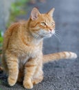 A cat is sitting on the ground Royalty Free Stock Photo