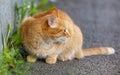 A cat is sitting on the ground Royalty Free Stock Photo