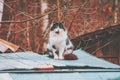 Cat sitting on the grunge metal roof Royalty Free Stock Photo