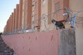 Cat sitting on a high security fence inside wire hoops Royalty Free Stock Photo