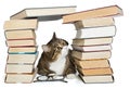 Cat sitting in the house of books Royalty Free Stock Photo