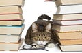 Cat sitting in the house of books Royalty Free Stock Photo