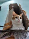 Cat is sitting inside carton box Royalty Free Stock Photo