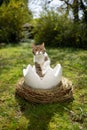 cat sitting inside of easter egg outdoors in garden looking at camera Royalty Free Stock Photo