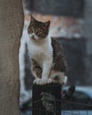 Cat sitting on an iron fence, next to a wall looking away Royalty Free Stock Photo