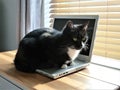 Cat sitting on laptop keyboard