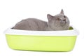 Cat sitting in a litter box Royalty Free Stock Photo