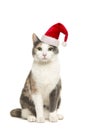 Cat sitting looking at the camera wearing santaÃ¢â¬â¢s hat for christmas on a white background Royalty Free Stock Photo