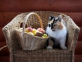 A cat near a basket of apples. Royalty Free Stock Photo