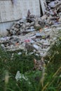 a cat is sitting near the destroyed house