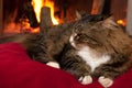 Cat Sitting Near Fireplace Royalty Free Stock Photo