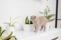 cat sitting near a green potted house plants pots at home, Growing indoor plants, beautiful animal, love pets. Royalty Free Stock Photo
