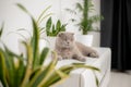 cat sitting near a green potted house plants pots at home, Growing indoor plants, beautiful animal, love pets. Royalty Free Stock Photo