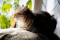 Cat sitting near window