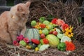 Cat sitting next to the flower arrangement of vegetables and flowers