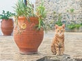 Cat sitting next to flower pot Royalty Free Stock Photo