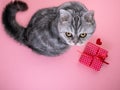 Cat sitting next to the gift with heart and looking up at the ca