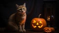 a cat sitting next to two carved pumpkins on a table Royalty Free Stock Photo