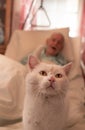 Cat sitting on old man bed Royalty Free Stock Photo