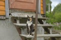 Cat sitting on old wooden steps Royalty Free Stock Photo