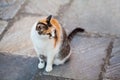 Cat sitting outdoors on gray tile