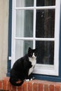 A Cat sitting at in a front of a window Royalty Free Stock Photo