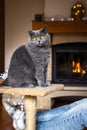 Cat sitting on pet bed in front of fireplace Royalty Free Stock Photo