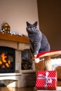 Cat sitting on pet bed with gift box in front of fireplace Royalty Free Stock Photo