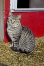 Cat sitting by a red wall. Royalty Free Stock Photo