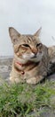 a cat sitting relaxed in the yard Royalty Free Stock Photo