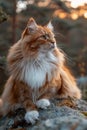 A cat sitting on a rock with its head up, AI Royalty Free Stock Photo