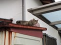 Cat sitting on a roof top Royalty Free Stock Photo