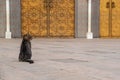 A cat sitting royal in front of the famous golden main entrance of the Royal Palace in Fes
