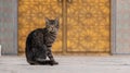 A cat sitting royal in front of the famous golden main entrance of the Royal Palace in Fes